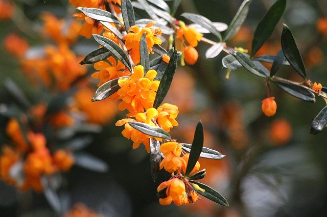 Free download Barbary Orange Shrub -  free photo or picture to be edited with GIMP online image editor