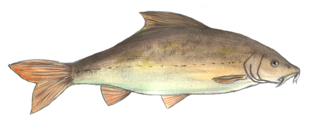 Free download Barbel Fish -  free illustration to be edited with GIMP free online image editor