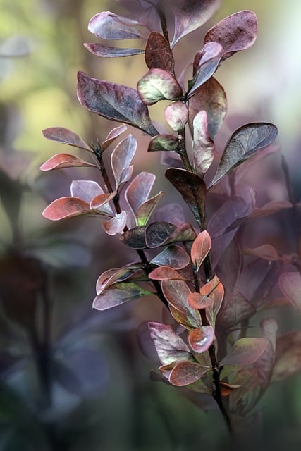 Free download barberry bush leaves plant color free picture to be edited with GIMP free online image editor