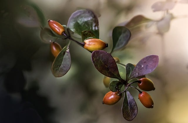 Free download barberry fruits sprig leaves bush free picture to be edited with GIMP free online image editor