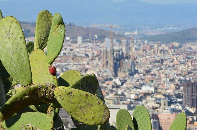 Free download Barcelona Landscape Cactus -  free photo or picture to be edited with GIMP online image editor