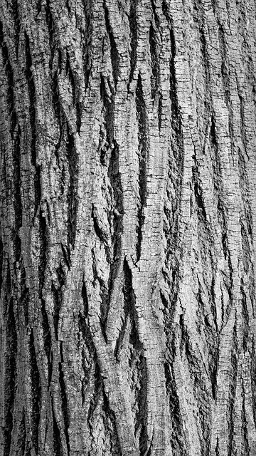 Free download Bark Break Contrast -  free photo or picture to be edited with GIMP online image editor