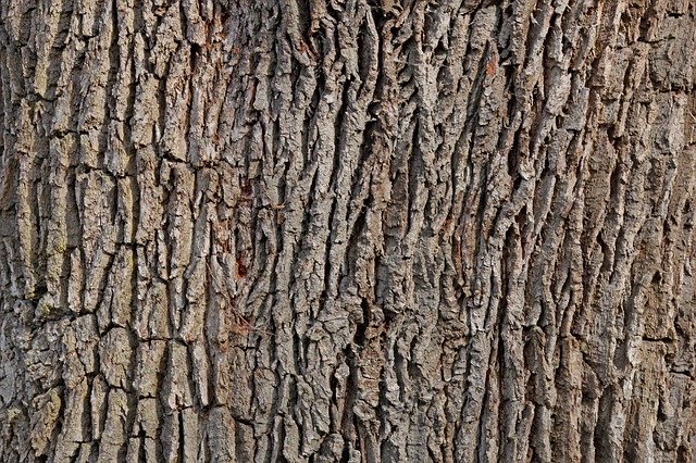 Free download Bark Oak Tree -  free photo or picture to be edited with GIMP online image editor