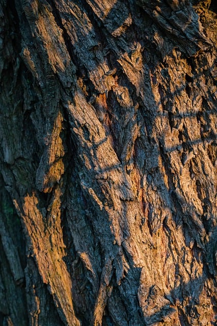 Free download bark tree bark tree trunk tree free picture to be edited with GIMP free online image editor