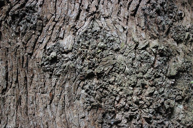 Free download Bark Tree Brown -  free photo or picture to be edited with GIMP online image editor