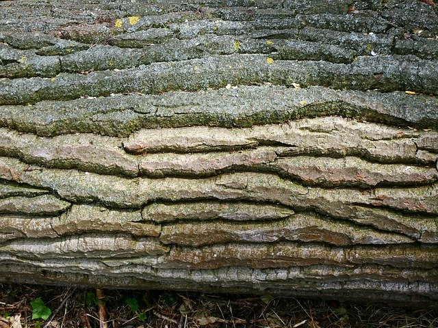 Free download Bark Tree Wrinkled -  free photo or picture to be edited with GIMP online image editor