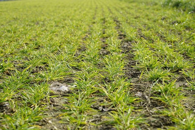 Free download barley agriculture field free picture to be edited with GIMP free online image editor