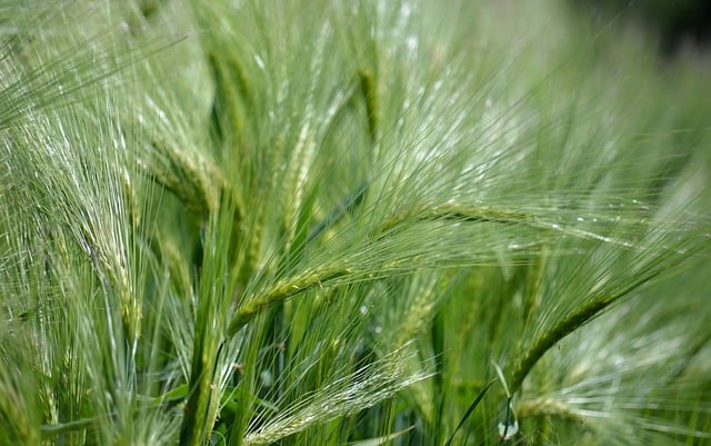 Free download barley barley field wheat field free picture to be edited with GIMP free online image editor