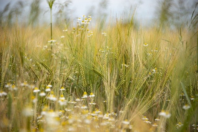 Free download Barley Bio Cereals -  free photo or picture to be edited with GIMP online image editor