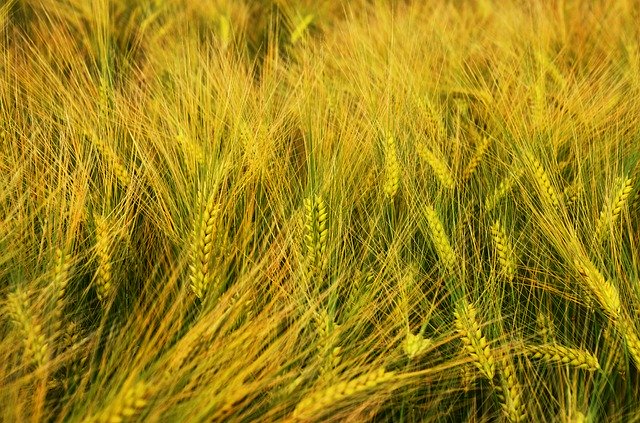 Free download Barley By Chaitanya K Grain -  free photo or picture to be edited with GIMP online image editor