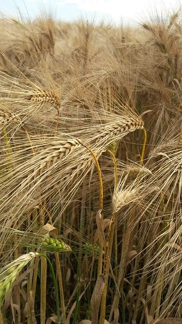 Free download Barley Field Agriculture -  free photo or picture to be edited with GIMP online image editor