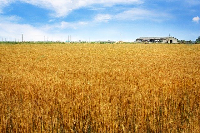 Free download Barley Field Horizon Rural -  free photo or picture to be edited with GIMP online image editor