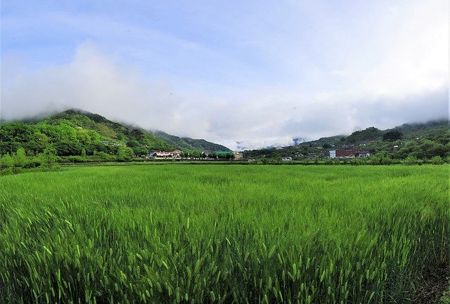 Free download Barley Field Nature Landscape -  free photo or picture to be edited with GIMP online image editor