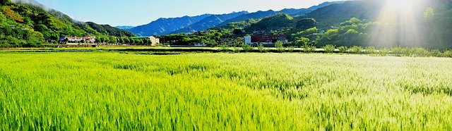 Free download Barley Field Panorama Jiri -  free photo or picture to be edited with GIMP online image editor