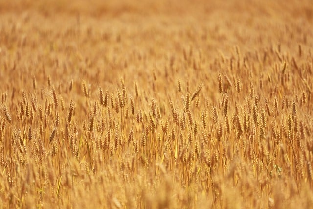 Free download barley grain yellow harvest health free picture to be edited with GIMP free online image editor