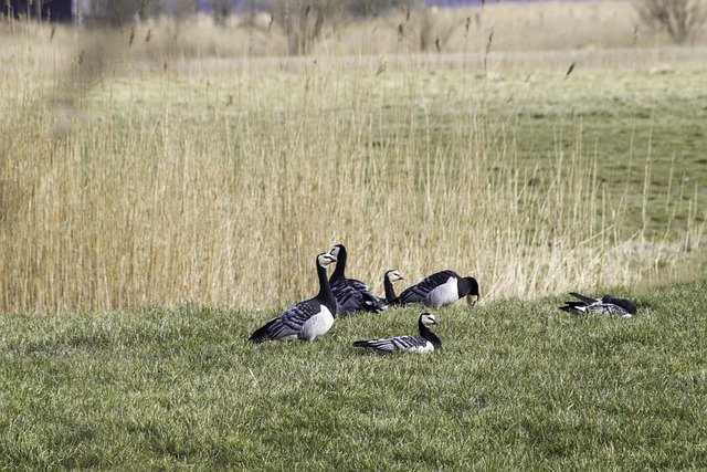 Free download barnacle geese geese birds animals free picture to be edited with GIMP free online image editor