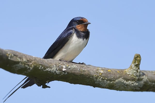 Free download barn swallow swallow bird free picture to be edited with GIMP free online image editor