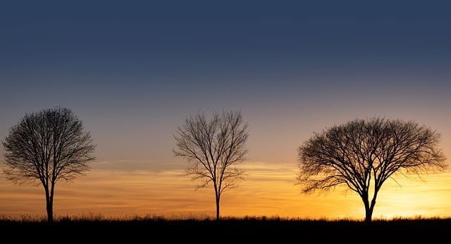 Free download barren trees trees silouette nature free picture to be edited with GIMP free online image editor