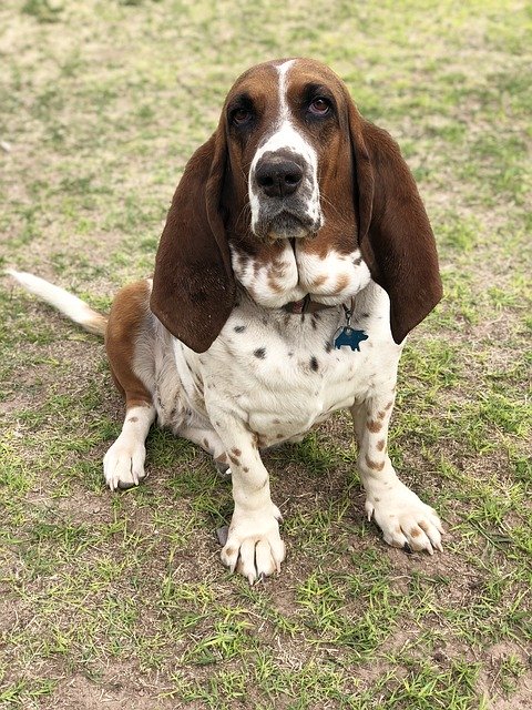 Téléchargement gratuit de Basset Hound Cute Hounds - photo ou image gratuite à éditer avec l'éditeur d'images en ligne GIMP