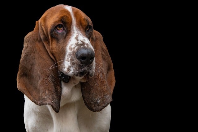 Free download basset hound dog hunting dog pet free picture to be edited with GIMP free online image editor