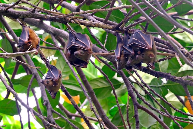 Free download bat animal species fauna mammal free picture to be edited with GIMP free online image editor