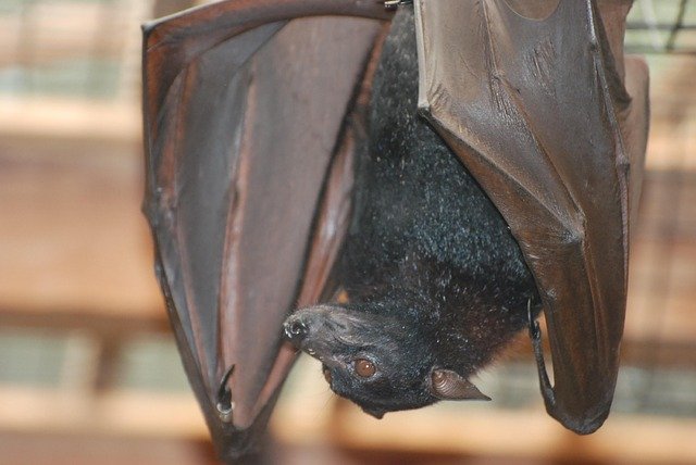 Free download Bat Vampire -  free photo or picture to be edited with GIMP online image editor