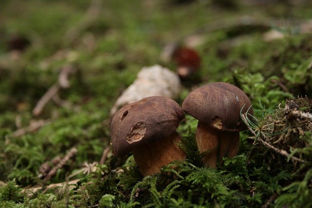 Free download bay bolete mushrooms moss free picture to be edited with GIMP free online image editor