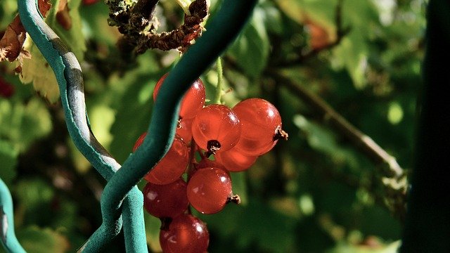 Muat turun percuma Bay Fruit Berries - foto atau gambar percuma untuk diedit dengan editor imej dalam talian GIMP