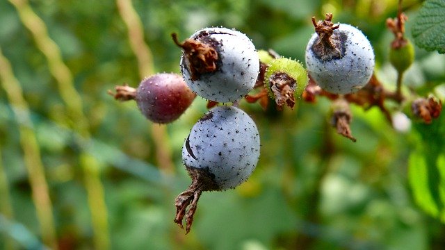 Free download Bay Nature Berries -  free photo or picture to be edited with GIMP online image editor