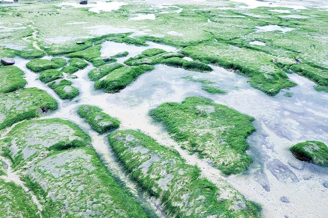 Descărcare gratuită Beach Aquatic Plants Shallow At - fotografie sau imagini gratuite pentru a fi editate cu editorul de imagini online GIMP