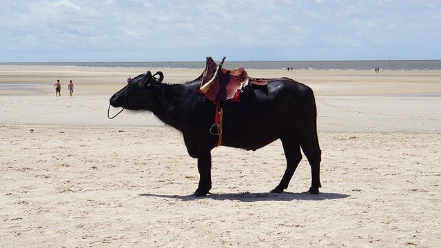 Free download Beach Buffalo Marajó Island -  free photo or picture to be edited with GIMP online image editor