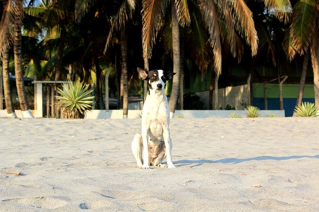 Free download Beach Dog Palm -  free photo or picture to be edited with GIMP online image editor