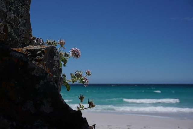 Free download Beach Flower Tasmania Friendly free photo template to be edited with GIMP online image editor