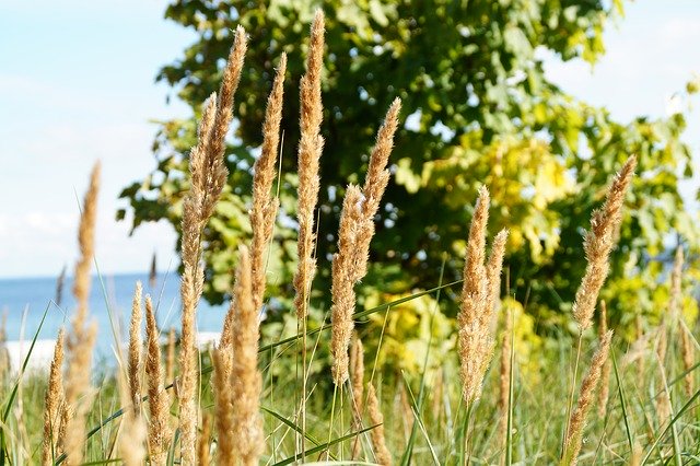 Free download Beach Grass -  free photo or picture to be edited with GIMP online image editor