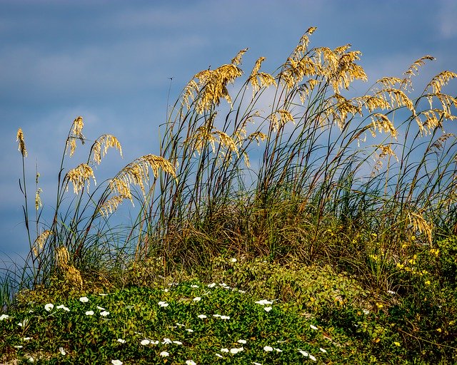 Unduh gratis Beach Grass Landscape - foto atau gambar gratis untuk diedit dengan editor gambar online GIMP