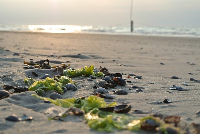 Free download Beach Mussels Sand -  free photo or picture to be edited with GIMP online image editor