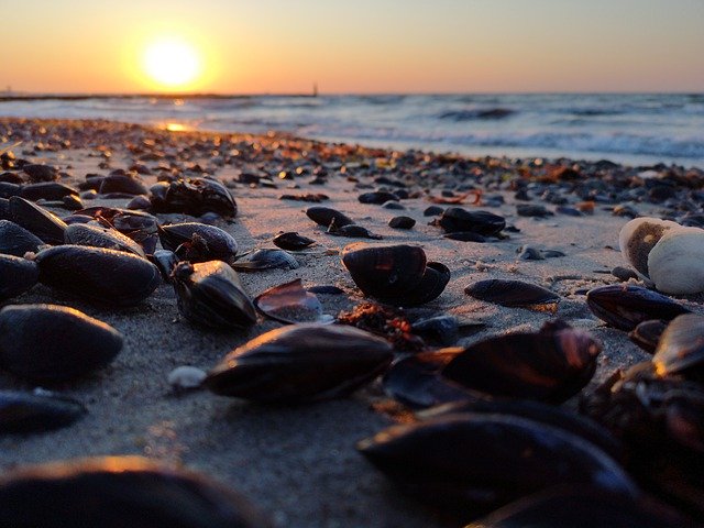 Free download Beach Mussels Sunrise -  free free photo or picture to be edited with GIMP online image editor