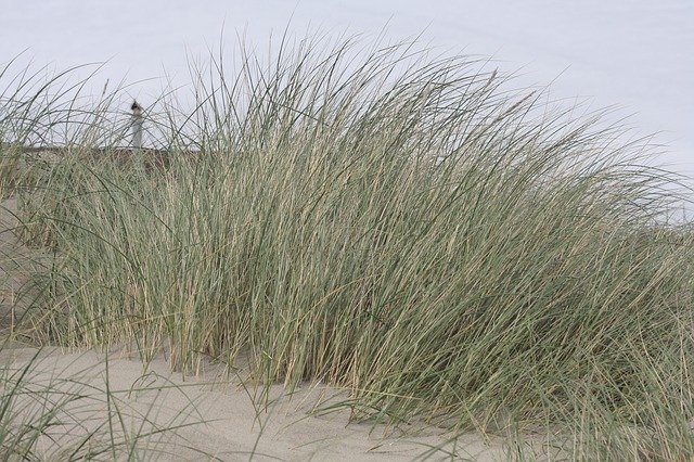 Free download Beach Oregon Grass -  free photo or picture to be edited with GIMP online image editor