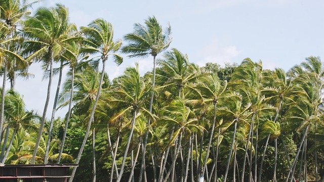 Free download Beach Palm Trees Nature -  free photo or picture to be edited with GIMP online image editor