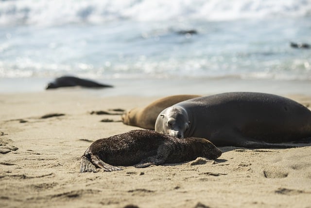 Free download beach seal marine mammal species free picture to be edited with GIMP free online image editor