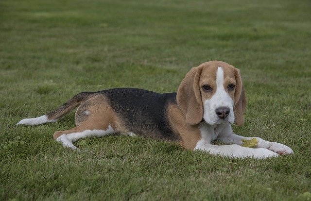 Free download Beagle Dog Pet -  free photo or picture to be edited with GIMP online image editor