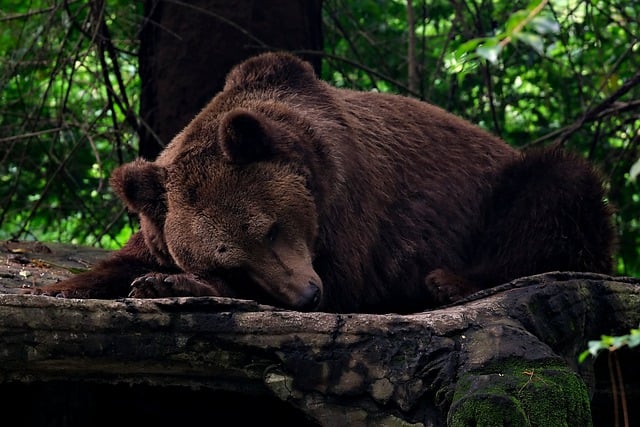 Free download bear animal grizzly bear wild life free picture to be edited with GIMP free online image editor