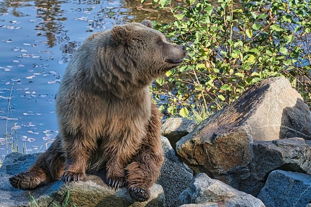 Free download bear brown bear mammal wild animal free picture to be edited with GIMP free online image editor