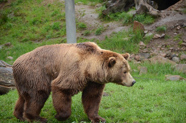 Free download bear brown bear zoo forest green free picture to be edited with GIMP free online image editor