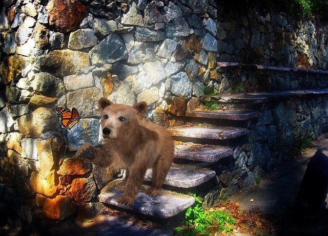 Free download Bear Cub Animal -  free illustration to be edited with GIMP free online image editor