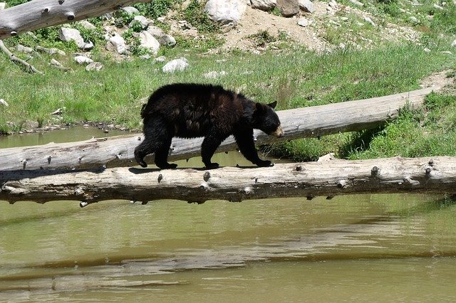 Free download Bear Cub River -  free photo or picture to be edited with GIMP online image editor