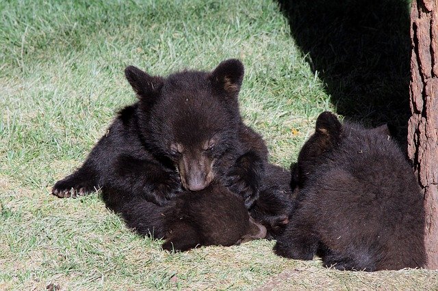 Free download Bear Cubs Black -  free photo or picture to be edited with GIMP online image editor