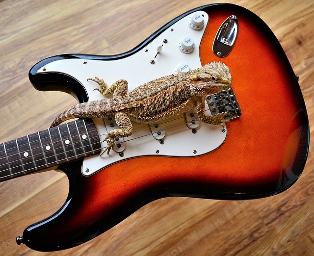 Free download Bearded Dragon Lizard Spurs -  free photo or picture to be edited with GIMP online image editor