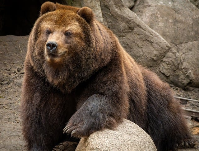 Free download bear kamchatka mammal animal free picture to be edited with GIMP free online image editor