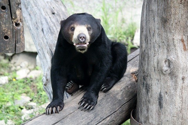 Bear Malay Animal